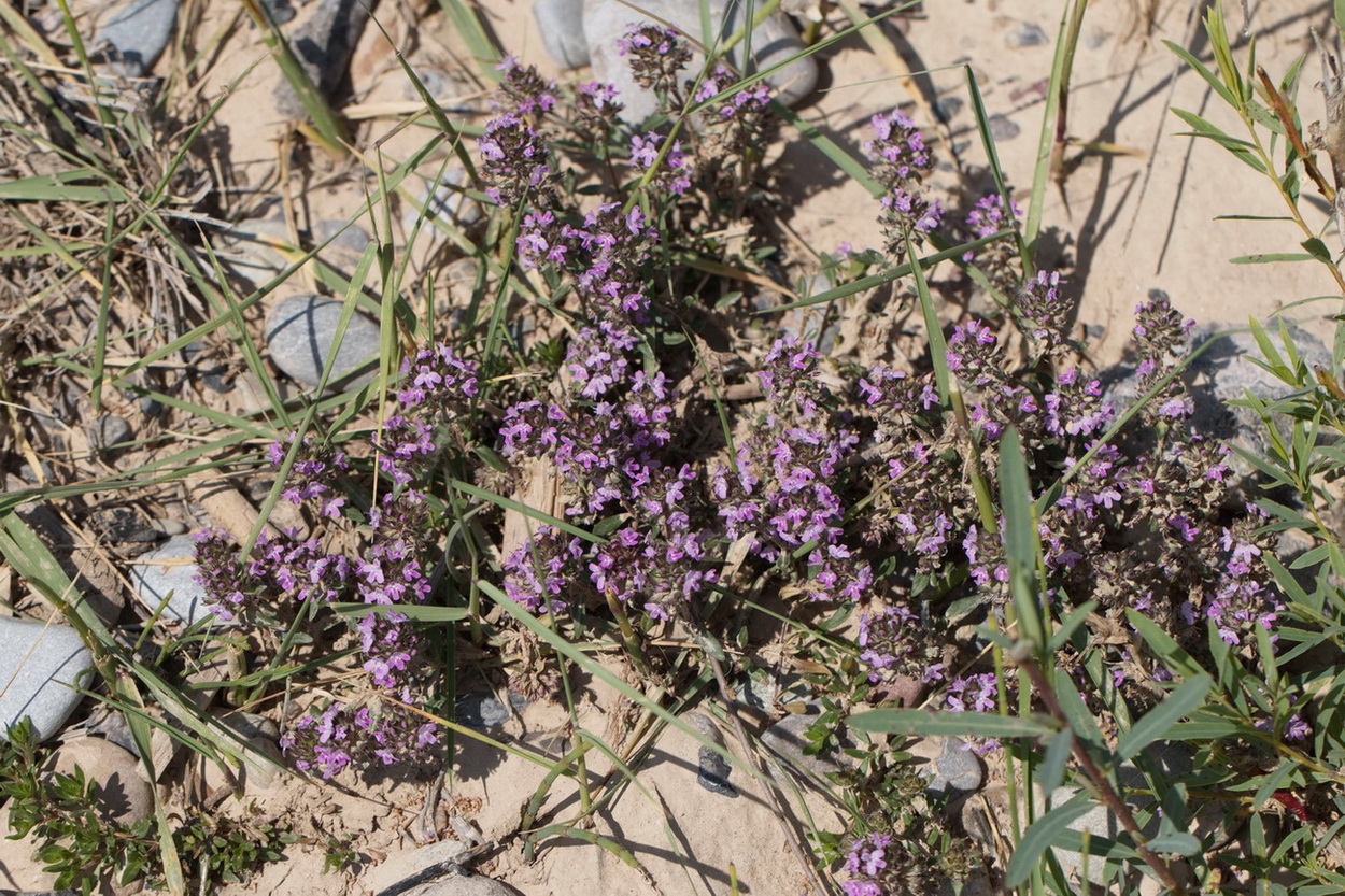 Изображение особи Thymus incertus.