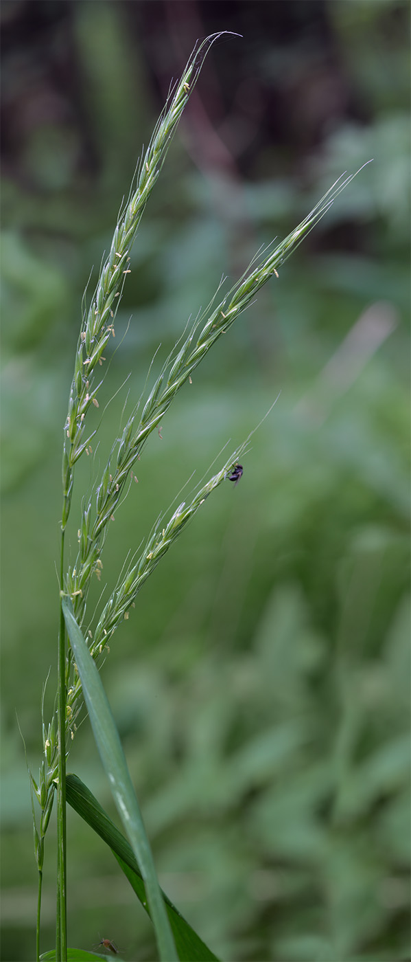 Изображение особи Elymus caninus.