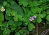 Geranium pyrenaicum. Верхушка цветущего растения. Сербия, долина р. Дрина, окр. г. Байна-Башта, влажный луг на берегу реки. 07.07.2019.