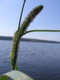 genus Carex