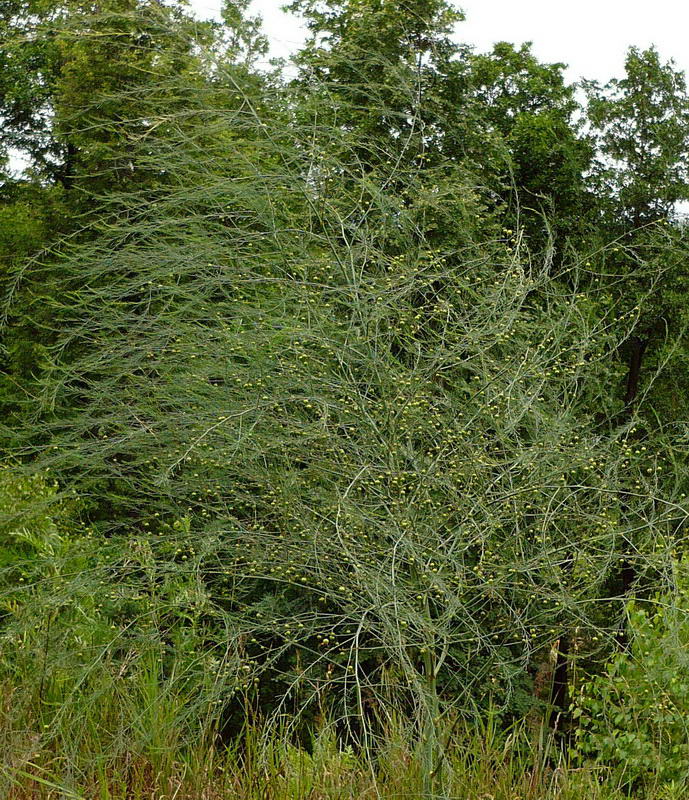 Image of Asparagus officinalis specimen.