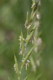 Brachypodium pinnatum