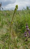 Ferula tatarica