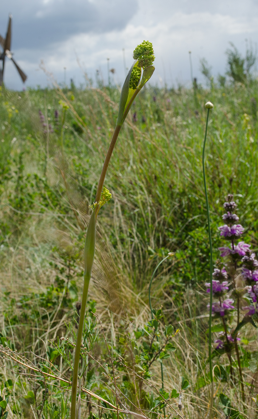 Изображение особи Ferula tatarica.