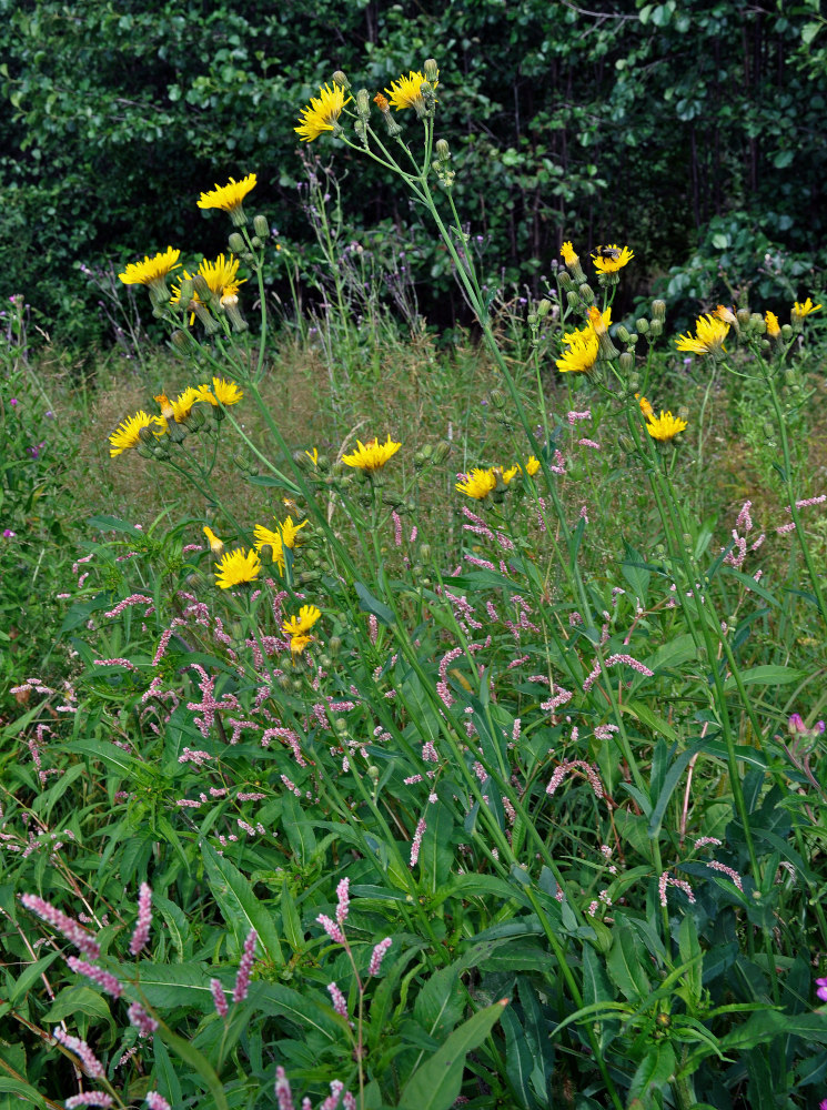 Изображение особи Sonchus arvensis.