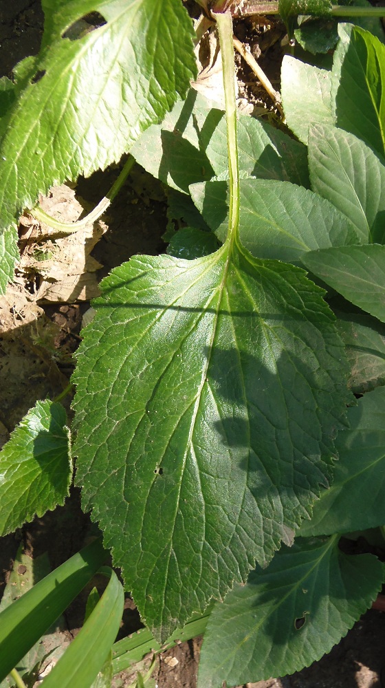 Изображение особи Campanula takesimana.