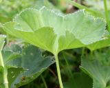 Alchemilla baltica