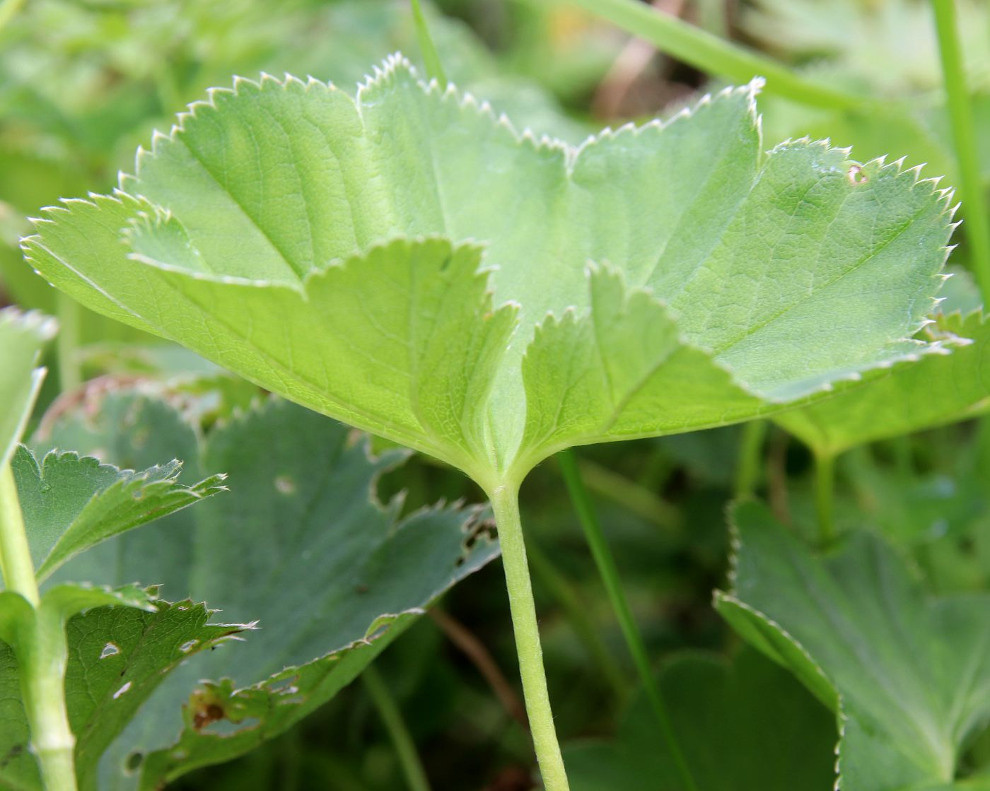 Изображение особи Alchemilla baltica.