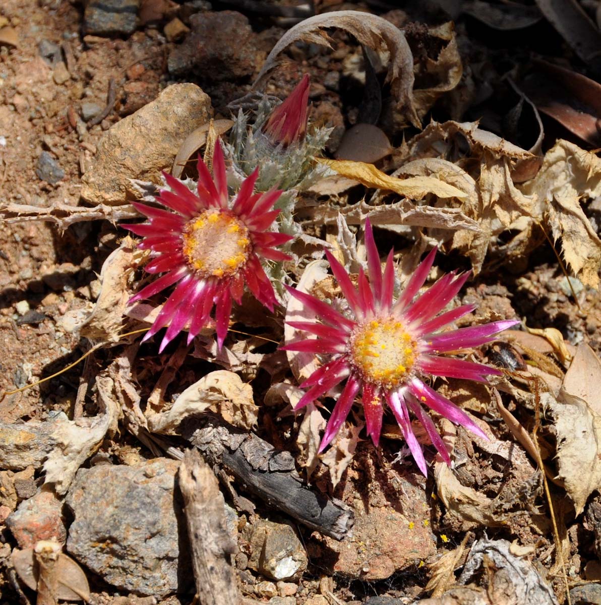 Изображение особи Carlina pygmaea.