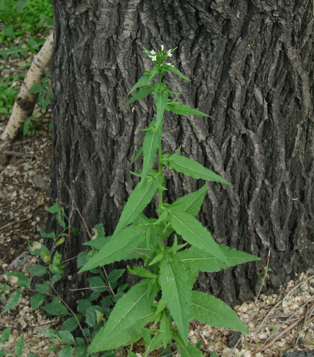 Изображение особи Arabis pendula.