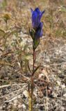 Gentiana pneumonanthe. Верхушка цветущего растения. Татарстан, г. Бавлы, остепнённый склон. 23.07.2010.