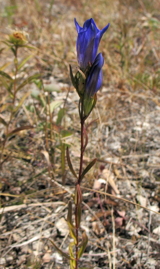 Изображение особи Gentiana pneumonanthe.