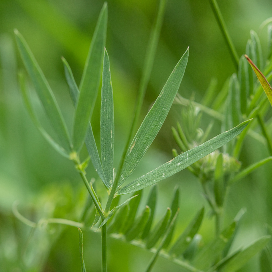 Изображение особи Lathyrus cyaneus.