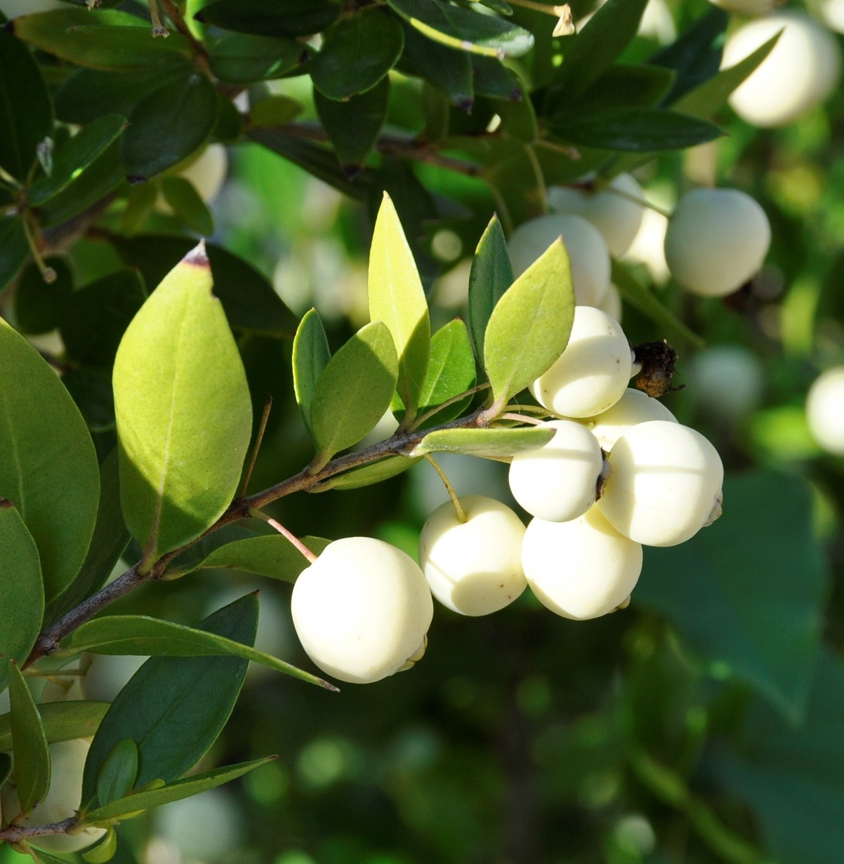 Image of Myrtus communis var. leucocarpa specimen.