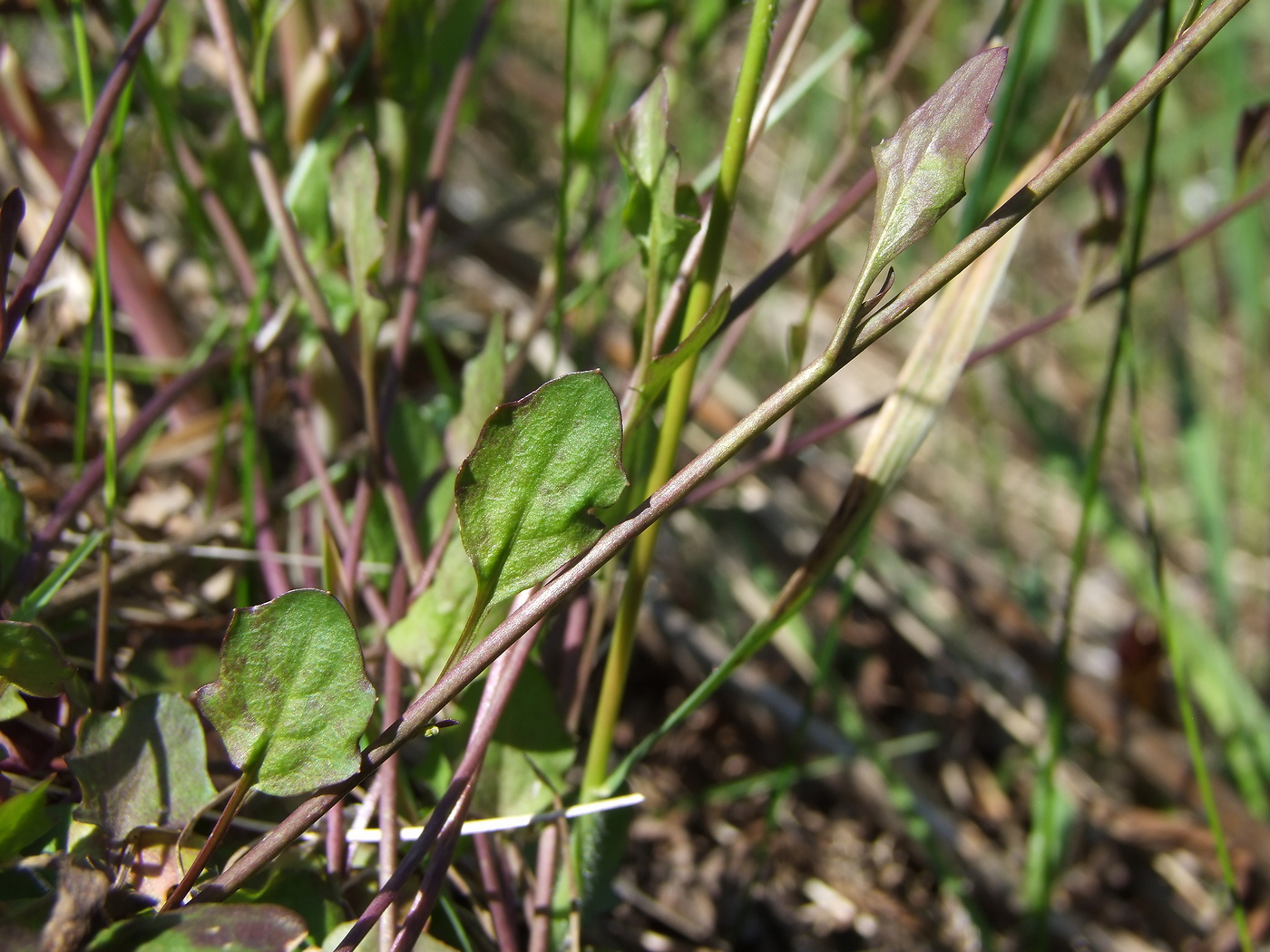 Image of Arabidopsis gemmifera specimen.