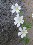 Cerastium davuricum