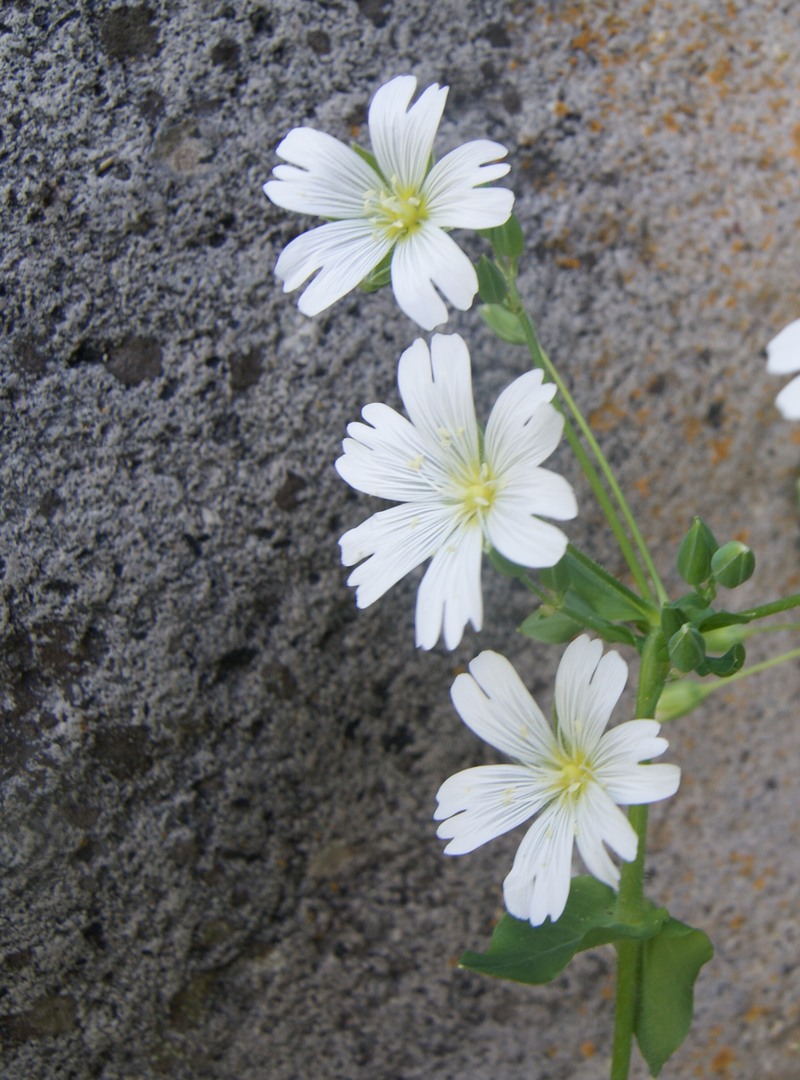 Изображение особи Cerastium davuricum.