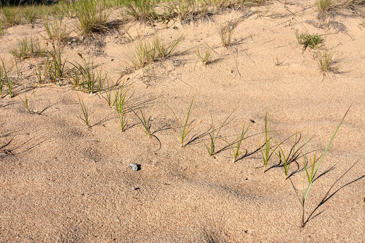 Изображение особи Carex arenaria.