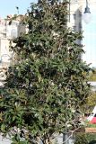 Magnolia grandiflora. Вегетирующее растение. Азербайджан, г. Баку, Зимний парк. 4 декабря 2019 г.