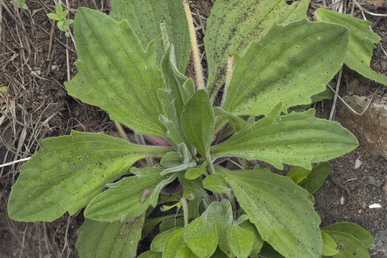 Image of Plantago camtschatica specimen.