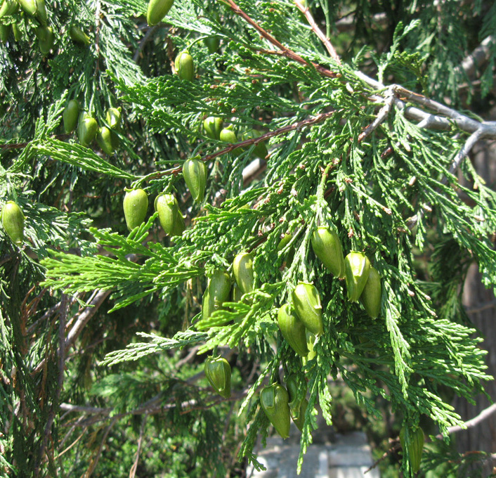 Image of Calocedrus decurrens specimen.