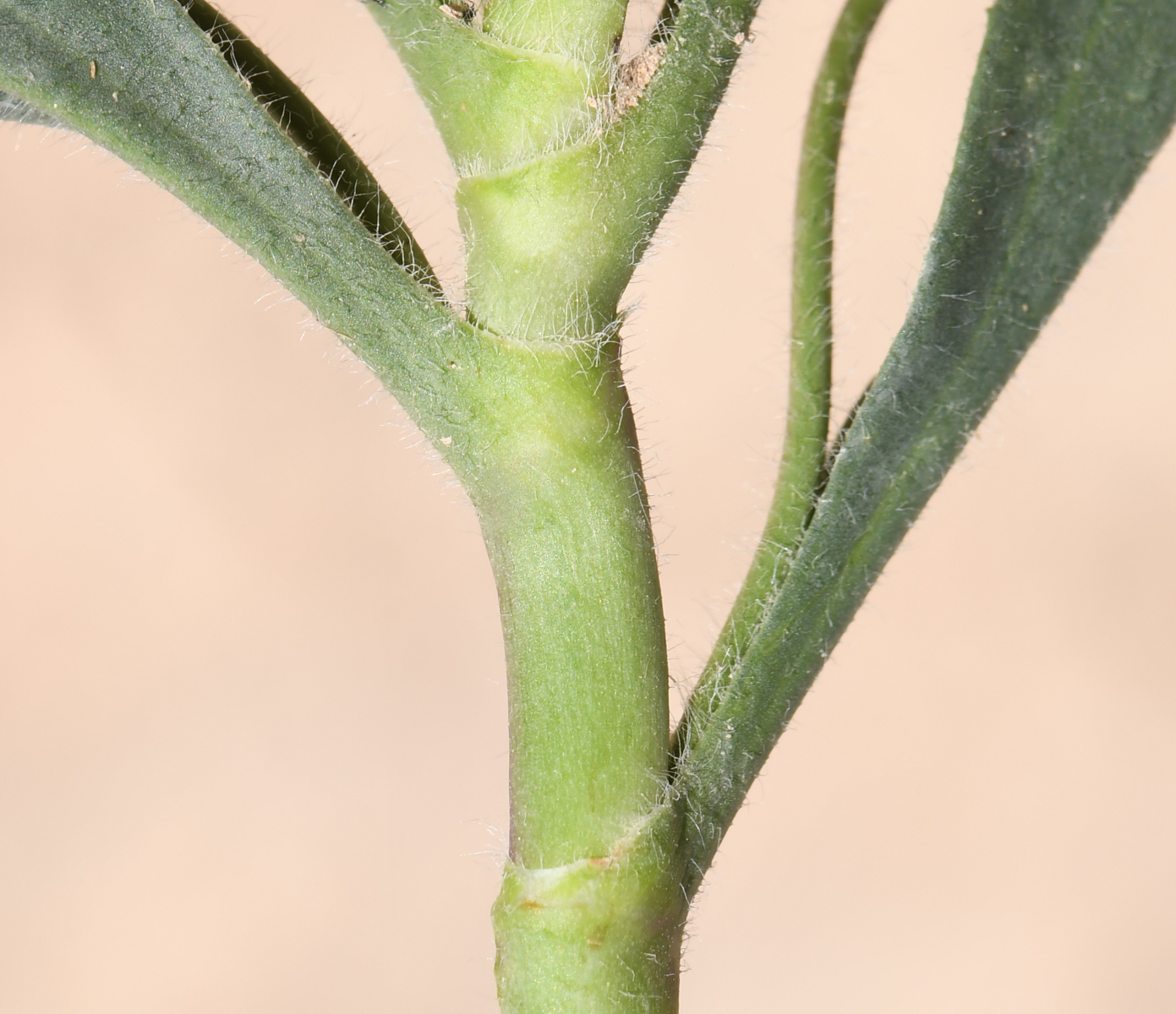 Изображение особи Plantago amplexicaulis.