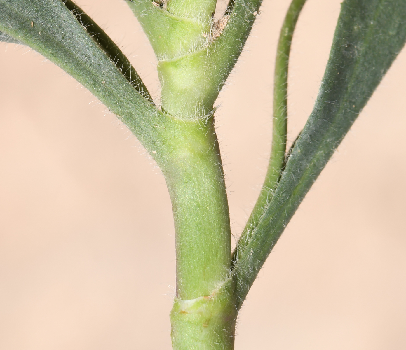 Image of Plantago amplexicaulis specimen.