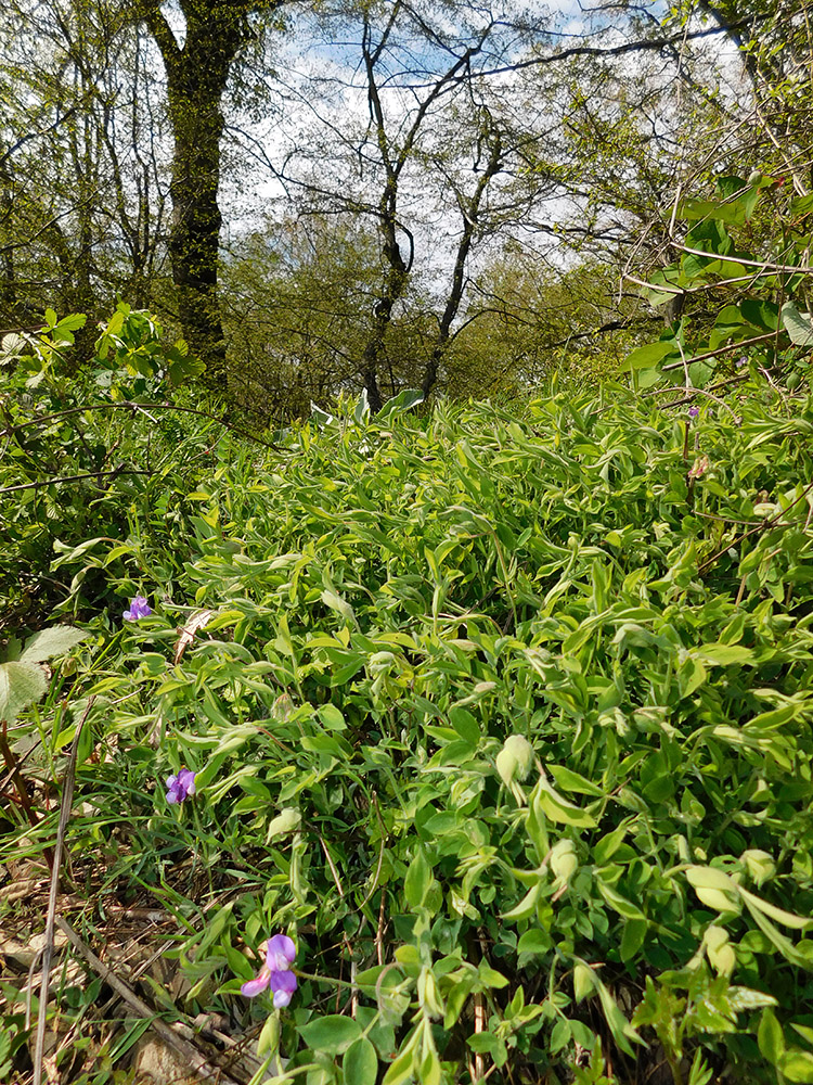 Image of Lathyrus laxiflorus specimen.