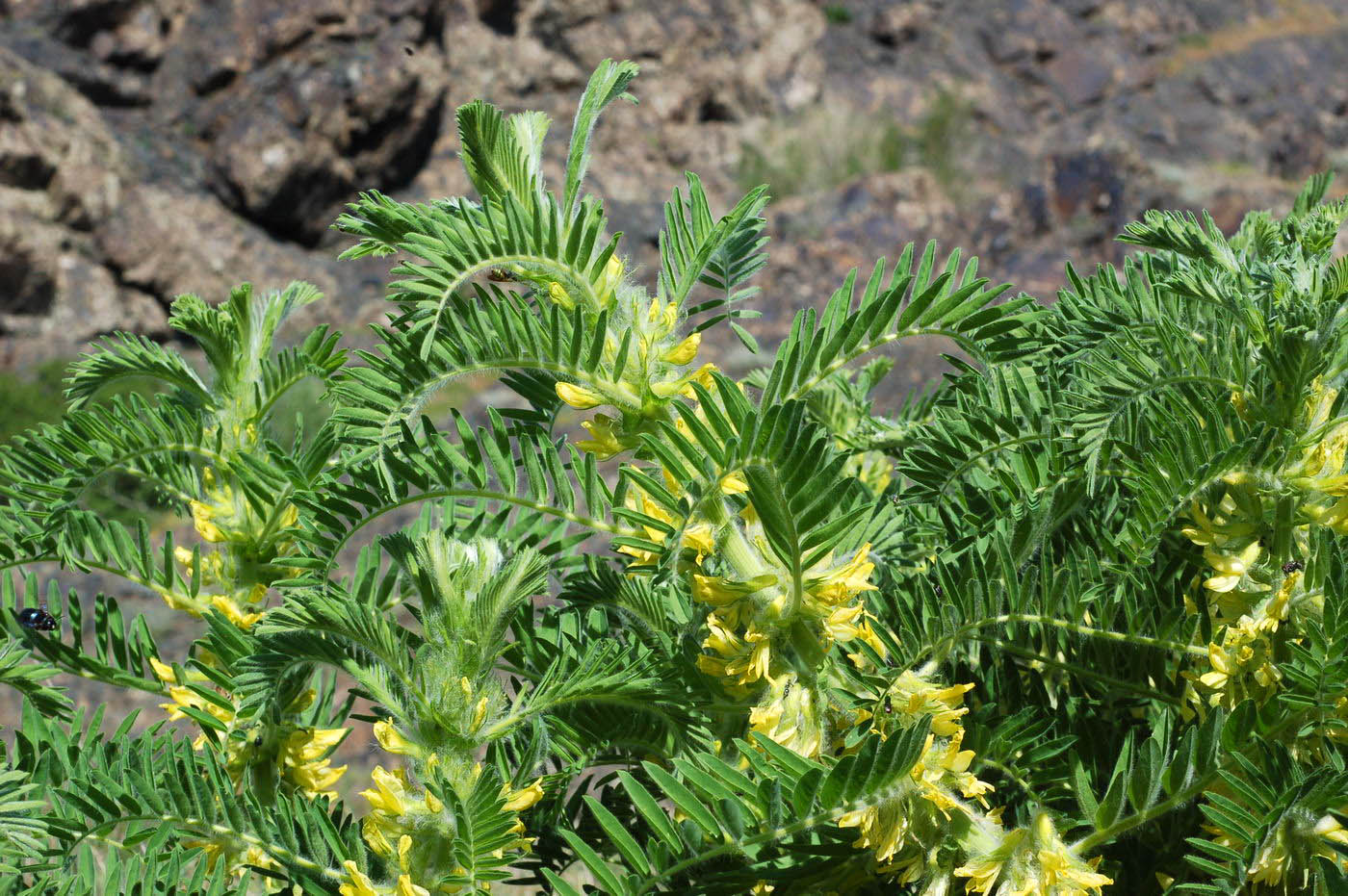 Изображение особи Astragalus sieversianus.