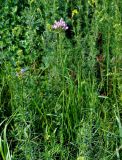 Allium angulosum