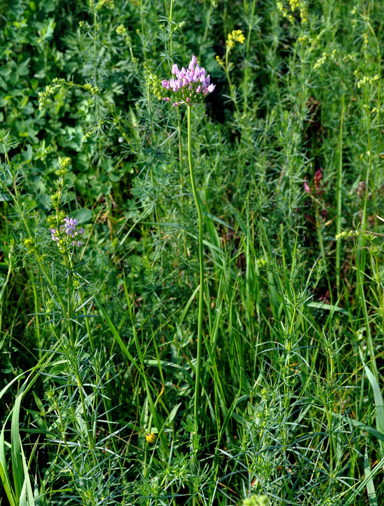 Изображение особи Allium angulosum.