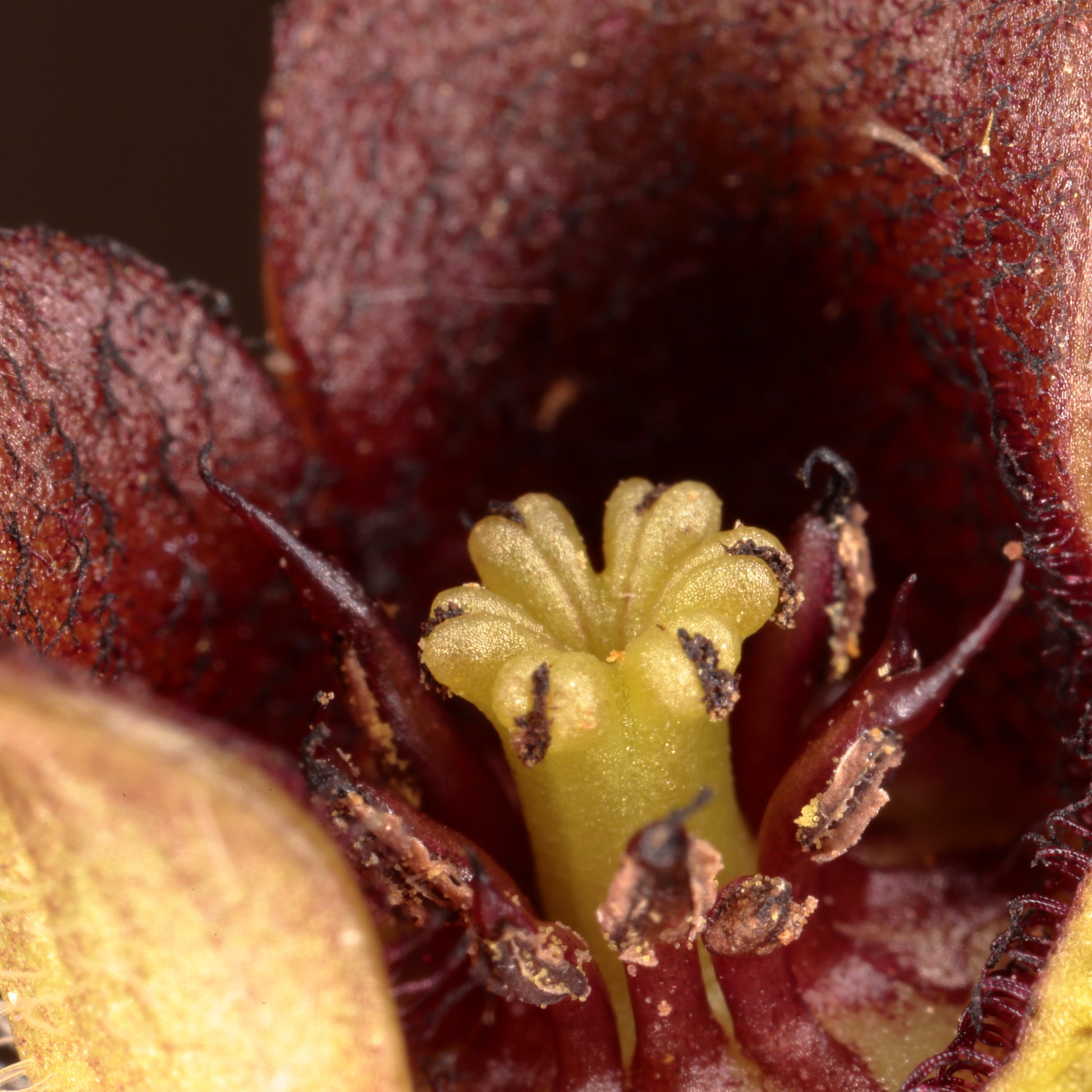 Image of Asarum europaeum specimen.