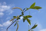 Salix alba