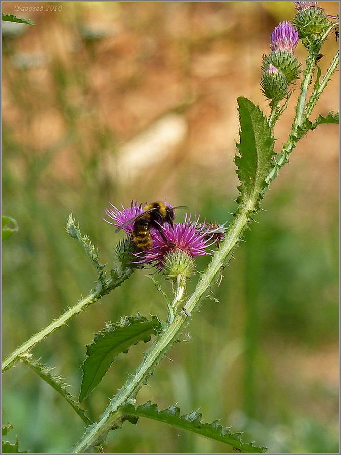 Изображение особи Carduus crispus.