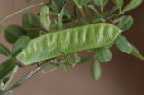 Cytisus arboreus подвид catalaunicus. Часть побега с плодом. Испания, автономное сообщество Каталония, провинция Жирона, комарка Баш Эмпорда, муниципалитет Сант-Фелиу-де-Гишольс, окр. пос. Пунта-Брава, прогалина в сосновом лесу. 18.04.2020.