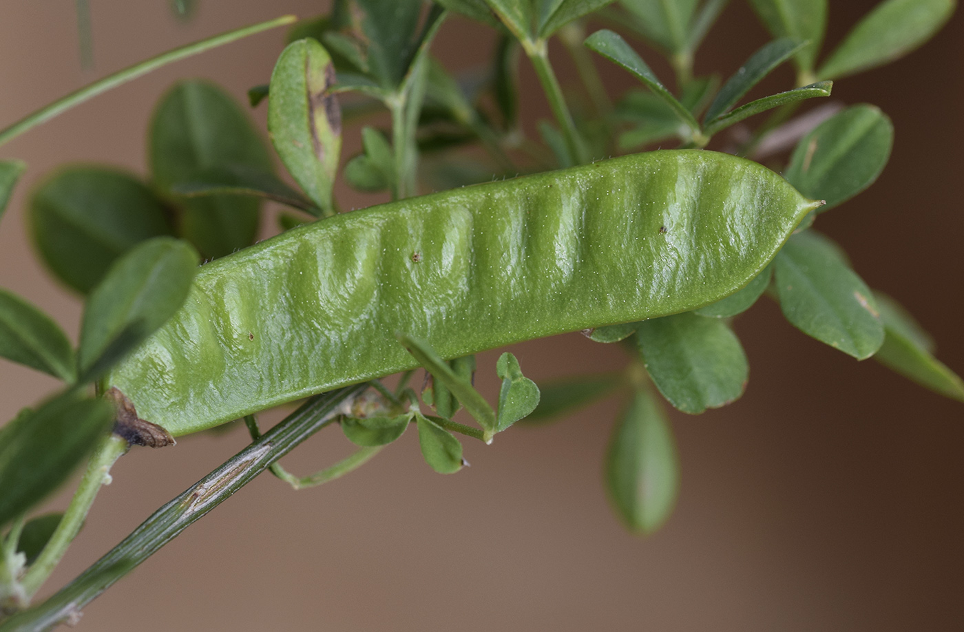 Изображение особи Cytisus arboreus ssp. catalaunicus.