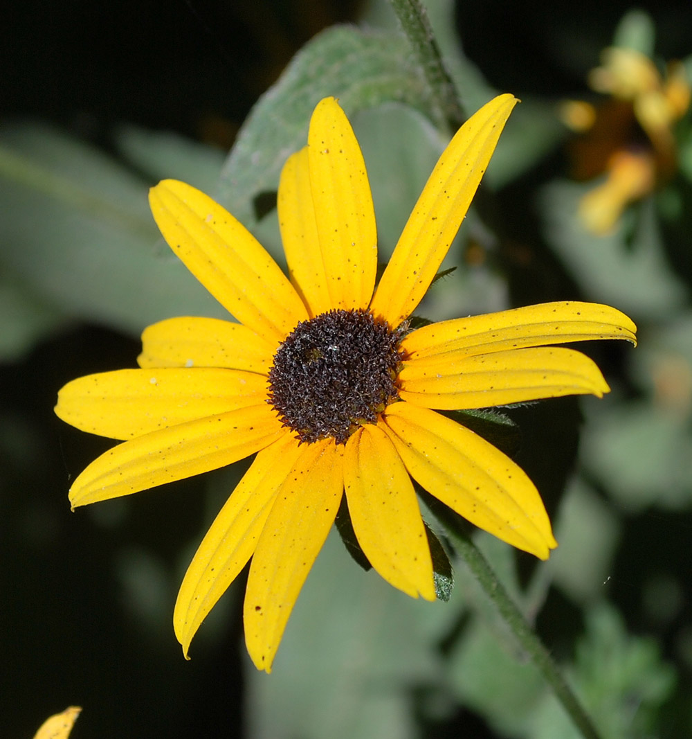 Изображение особи Rudbeckia hirta.