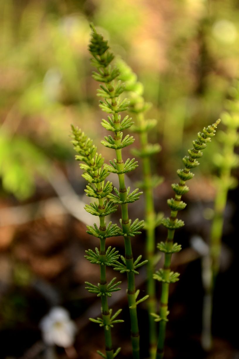 Изображение особи Equisetum pratense.