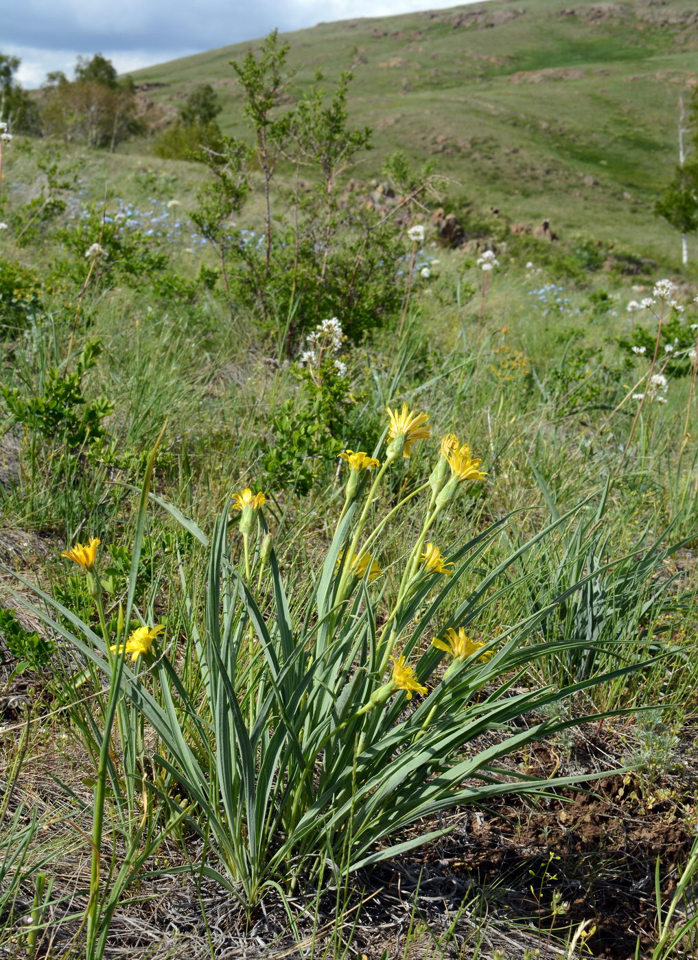 Изображение особи Scorzonera austriaca.