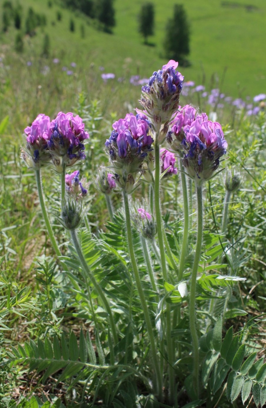 Изображение особи Oxytropis kungurensis.