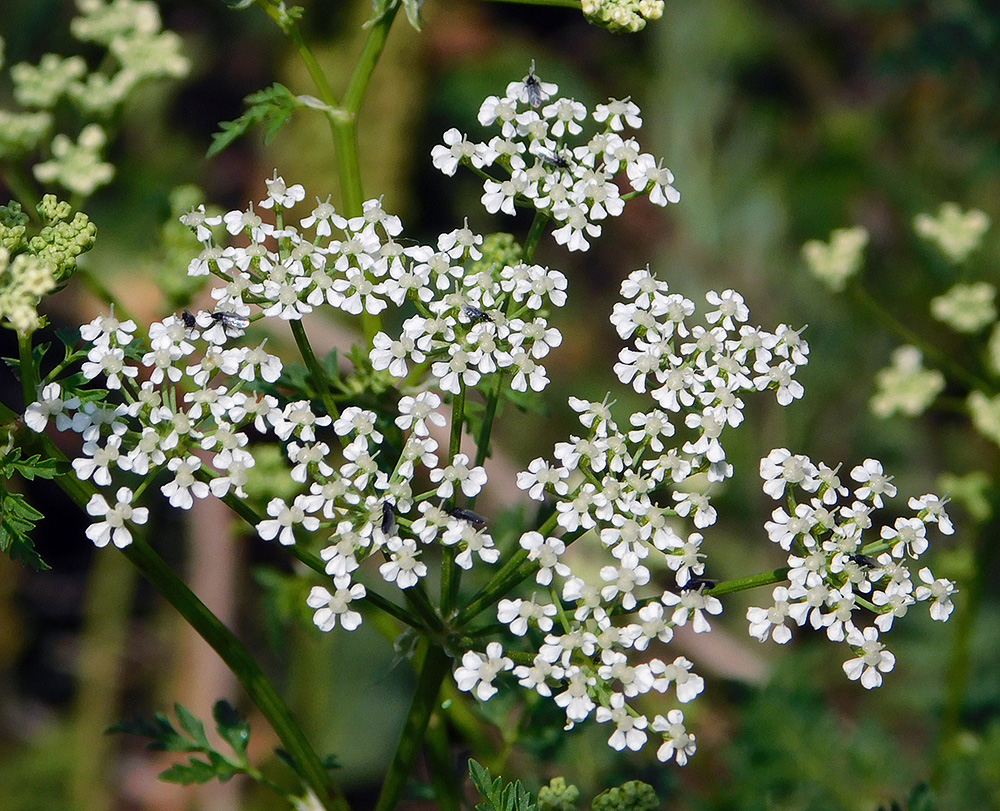 Изображение особи Conium maculatum.