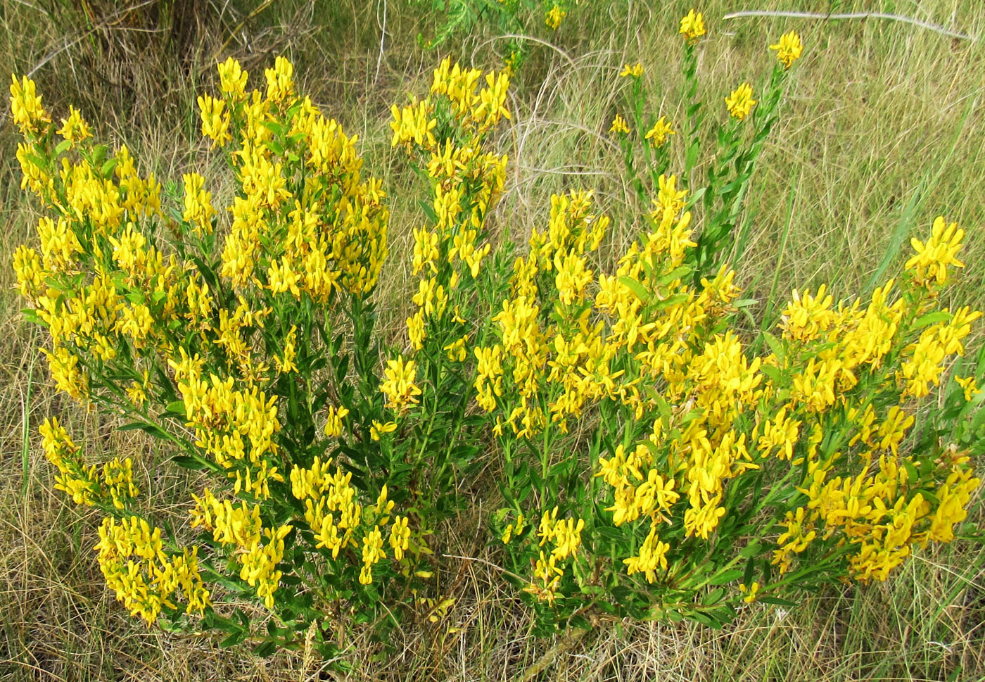 Image of Genista tinctoria specimen.