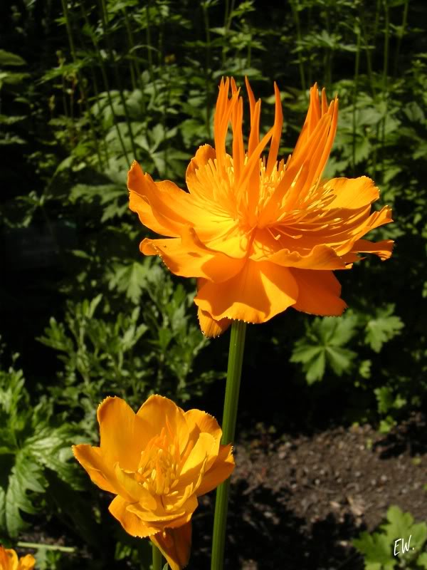 Изображение особи Trollius macropetalus.