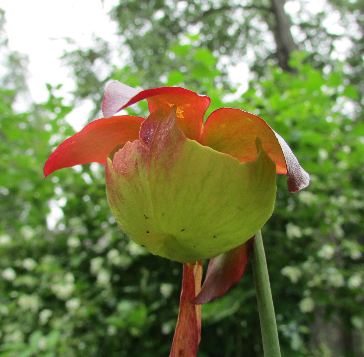 Image of Sarracenia purpurea specimen.