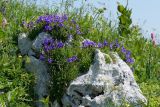 Campanula saxifraga. Цветущие растения на скале. Адыгея, Кавказский биосферный заповедник, плато Лаго-Наки, 2040 м н.у.м. 04.07.2020.