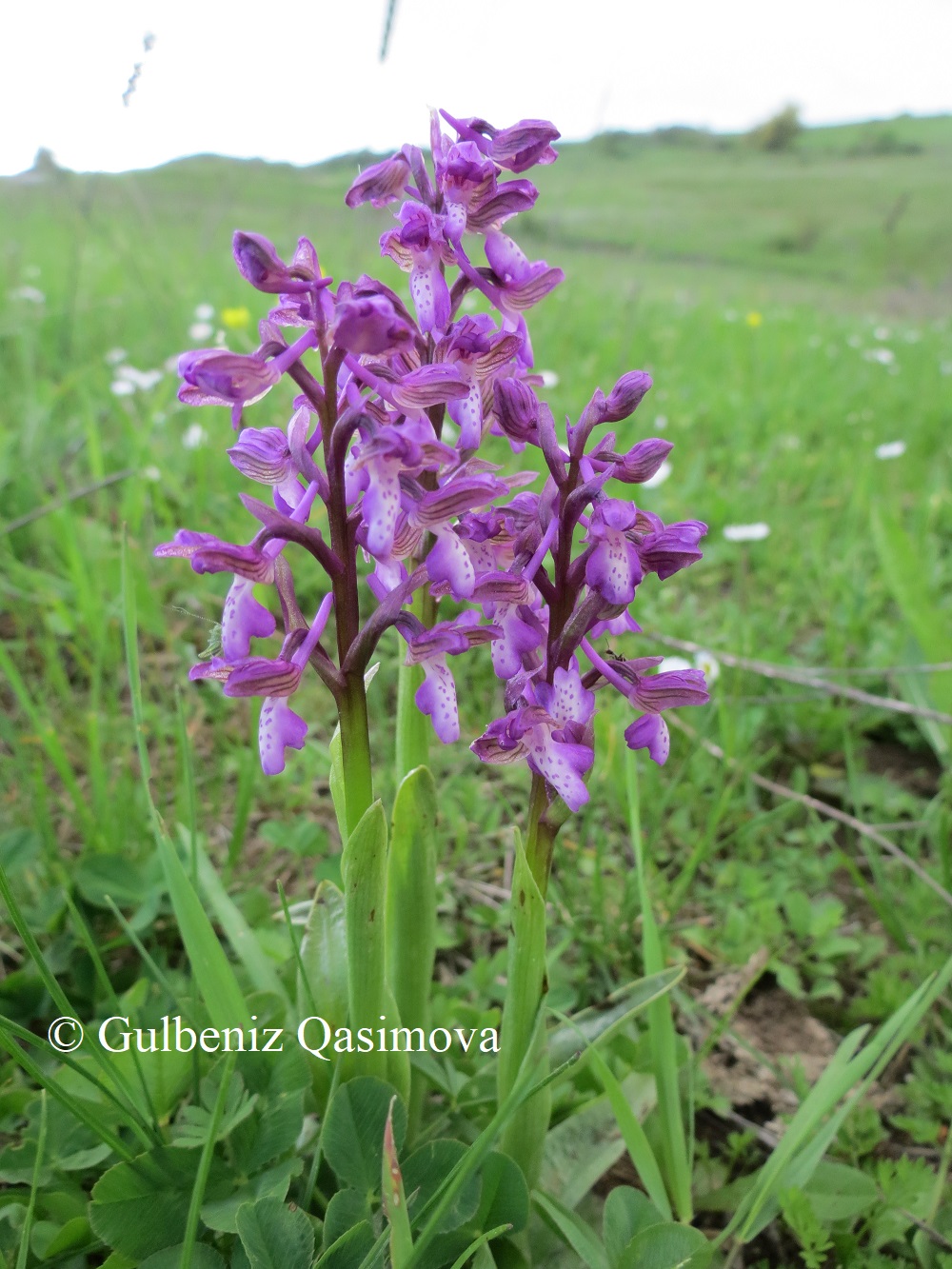 Image of Anacamptis morio ssp. caucasica specimen.