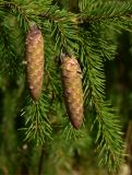 Picea obovata. Часть веточки с шишками. Марий Эл, Волжский р-н, природный заказник \"Сотнурская возвышенность\", окр. озера Морской Глаз. 05.09.2020.