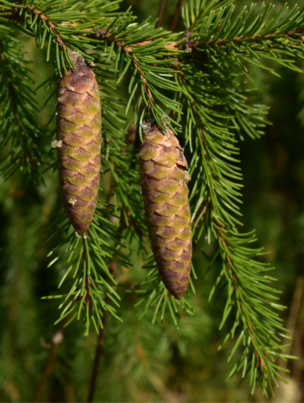 Изображение особи Picea obovata.