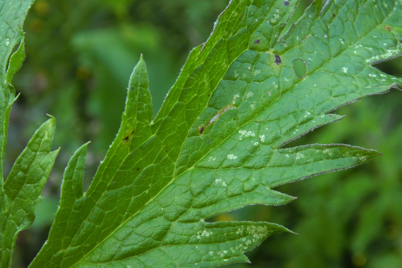 Изображение особи Senecio othonnae.