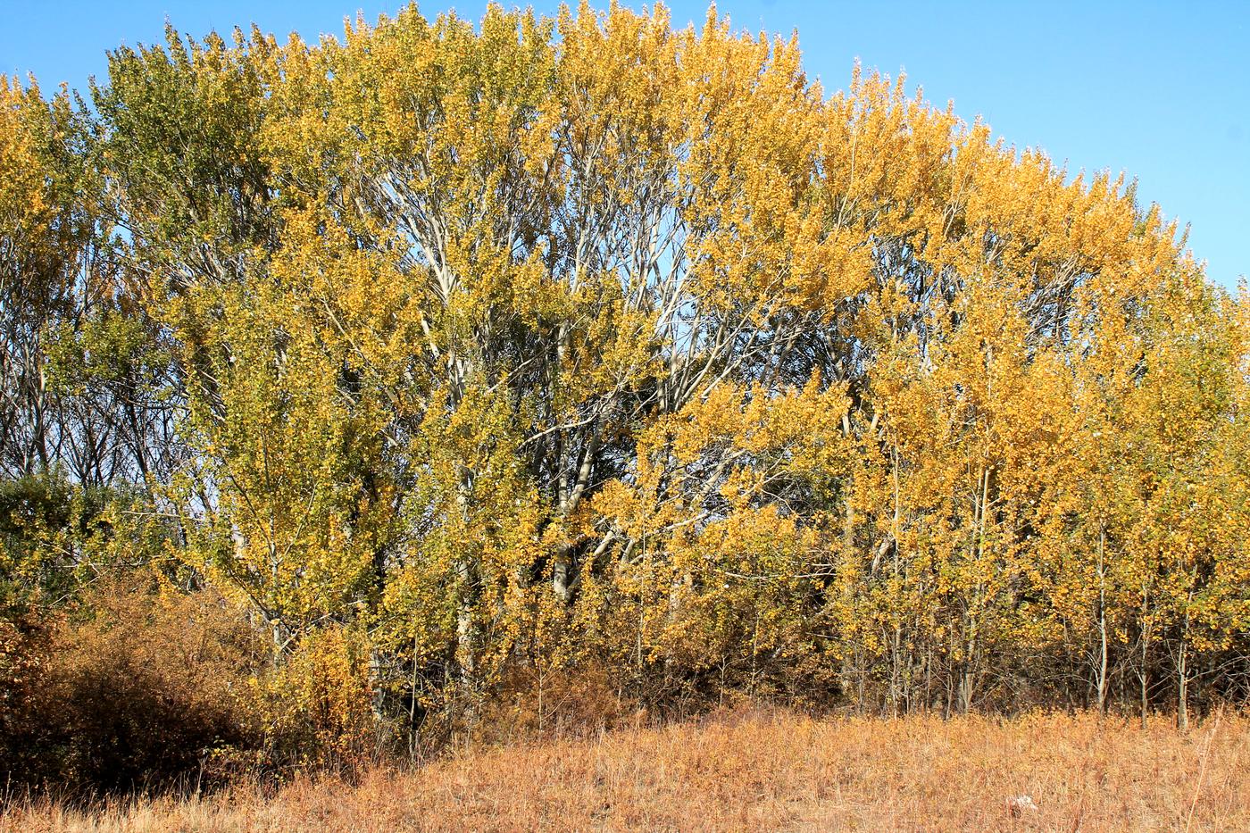 Изображение особи Populus alba.